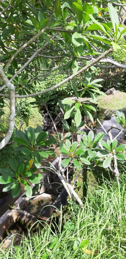 Pondok Tulasi Semaya House Payangan Dış mekan fotoğraf